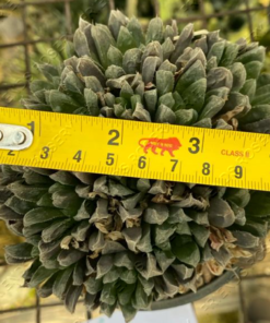 Alternative view of Haworthia cooperi var. pilifera