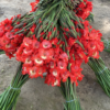Gladiolii Flowers (50 Stems)
