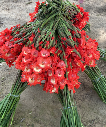 Gladiolii Flowers (50 Stems)