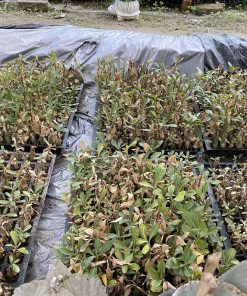 Alternative view of Adeniums seedlings