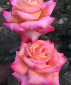 Alternative view of Dream Come True