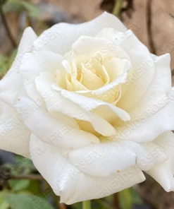 Alternative view of Francis Phoebe