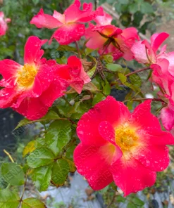 Alternative view of Yabba Dabba Doo