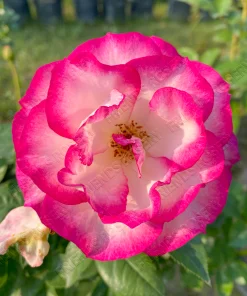 Alternative view of Miss Congeniality