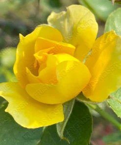 Alternative view of Sky Is The Limit