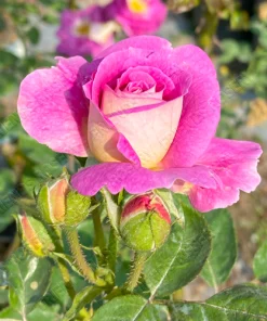 Alternative view of F1