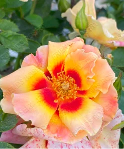 Alternative view of Eyeconic Mango Lemonade