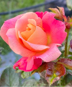 Alternative view of Polynesian Punch