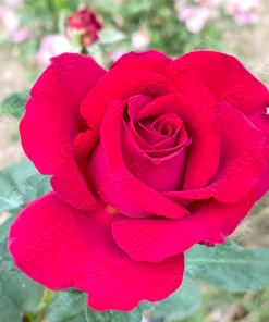 Alternative view of F15