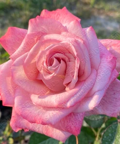 Alternative view of Pinkerbelle