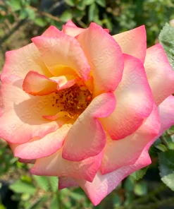 Alternative view of B965