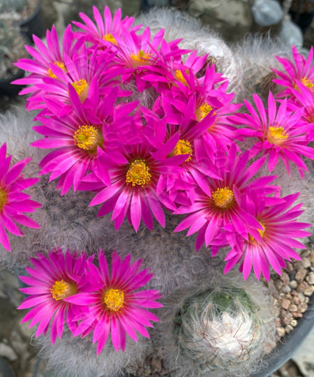 Mammilaria guelzowiana