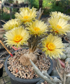 Astrophytum caput medusa
