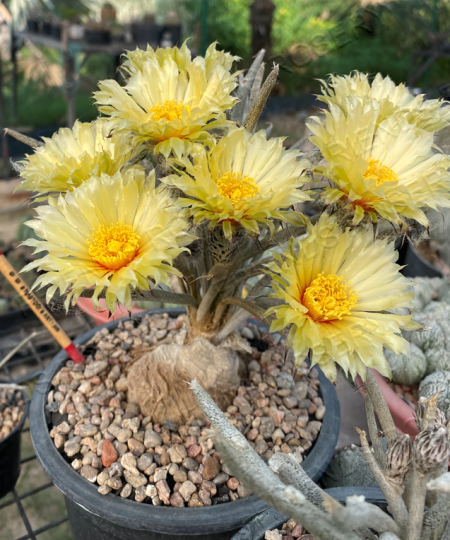 Astrophytum caput medusa