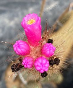 Arrojadoa aureispina