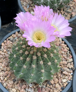 Acanthocalycium klimpelianum