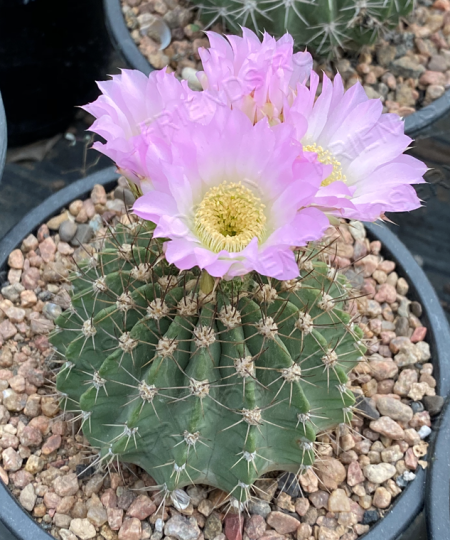 Acanthocalycium klimpelianum