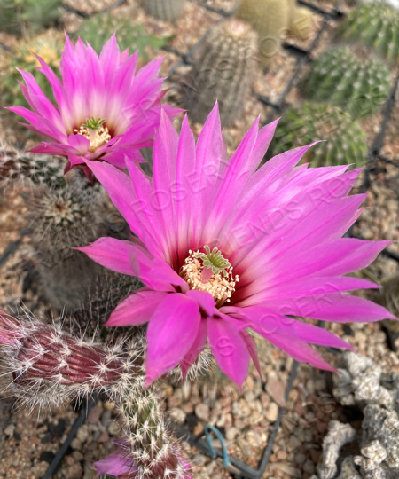 Echinocereus chisoensis