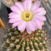 Acanthocalycium violaceum