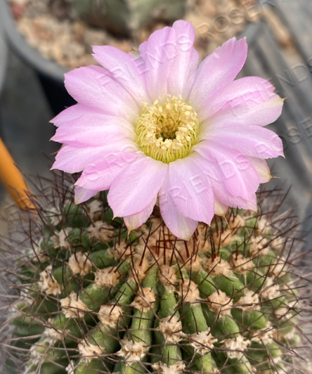 Acanthocalycium violaceum