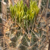 Ancistrocactus scheeri