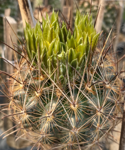 Ancistrocactus scheeri