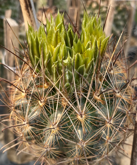 Ancistrocactus scheeri