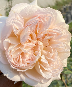 Alternative view of Bathsheba