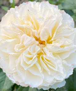 Alternative view of Beatrice