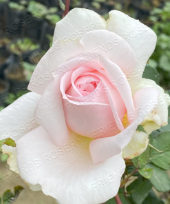 Alternative view of Bliss Parfuma