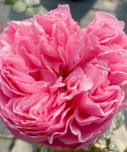 Alternative view of Carey