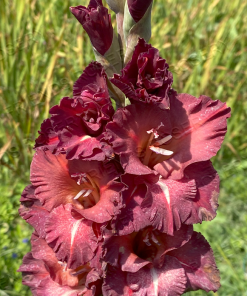 Coal Miner's Daughter