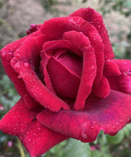 Crimson Glory Climber