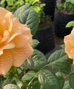 Alternative view of Easy Going