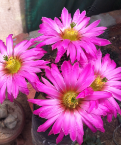 Echinocereus bristolii