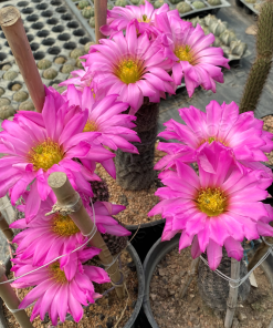 Alternative view of Echinocereus bristolii