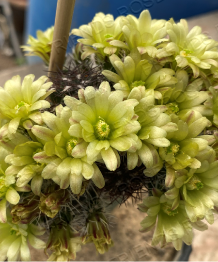 Echinocereus davisii