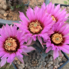 Echinocereus fitchii v albertii