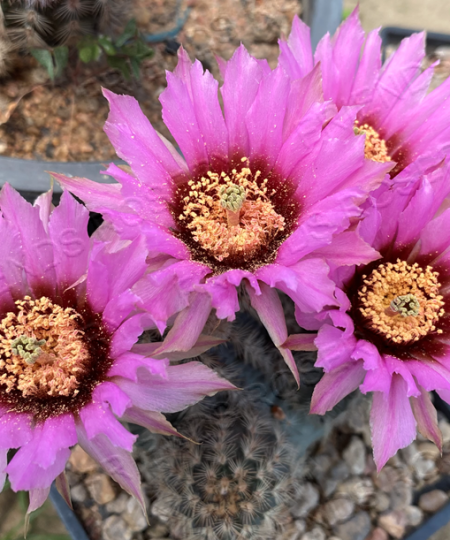 Echinocereus fitchii v albertii