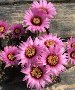 Alternative view of Echinocereus fitchii v albertii