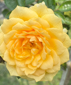 Alternative view of Edith's Darling