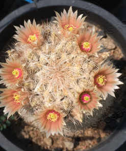 Escobaria dasyacantha