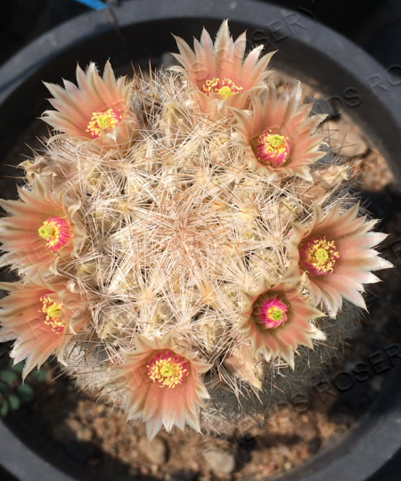 Escobaria dasyacantha