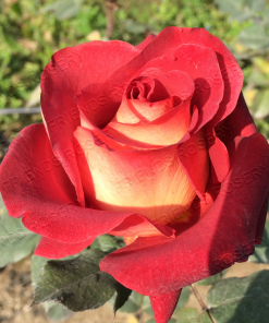 Alternative view of Estelle