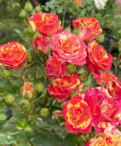 Alternative view of Fire Flash