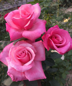 Alternative view of First Prize