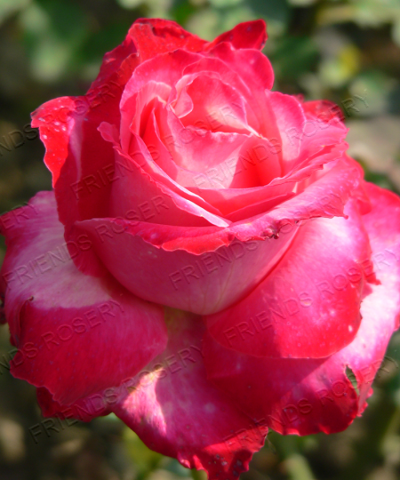 Gardens of The World