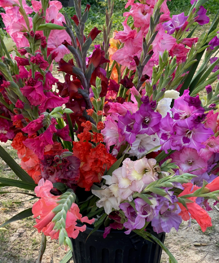Assorted Gladiolus Mix