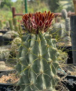 Glandulicactus wrightii JM100