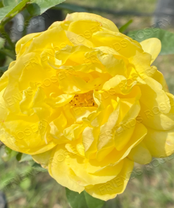 Alternative view of Golden Weddings